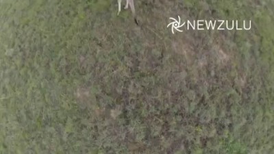 Caught on camera: Kangaroo punches drone out of sky
