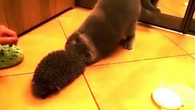 кошка нашла достойное применение ежу
