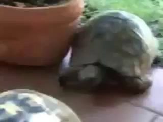 Черепахи спариваются, звуки - ЖУТЬ