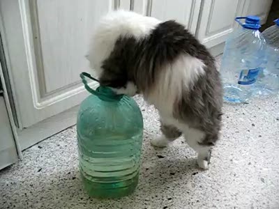 Забавный кот играется с водой