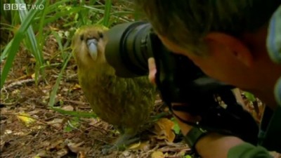 Shagged by a rare parrot - Last Chance To See - BBC Two