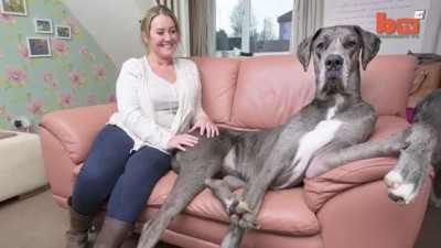 Britain's Biggest Dog