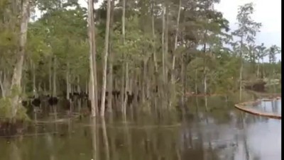 Рзмытый берег , вместе с лесом ушёл под воду .