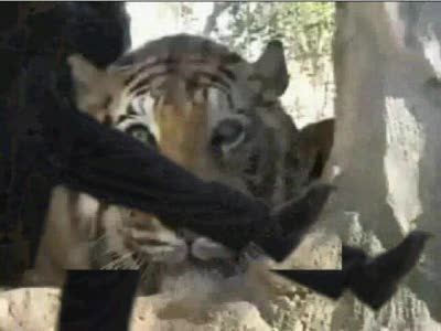 Любимцев кормит тигру