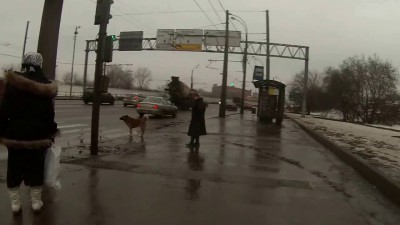 собакен переходит дорогу