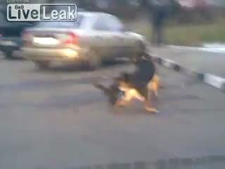 Овчарка против кота