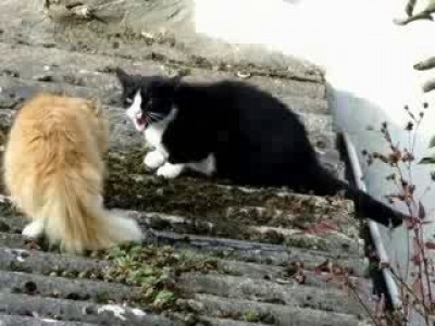Сердитые коты. Angry cats talking
