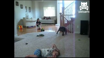 Clueless canine squats on kid's head