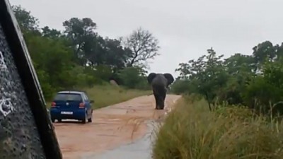 Слон перевернул машину с туристами