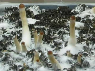 Psilocybe cubensis &quot;Burma&quot; shrooms mushrooms time lapse 3