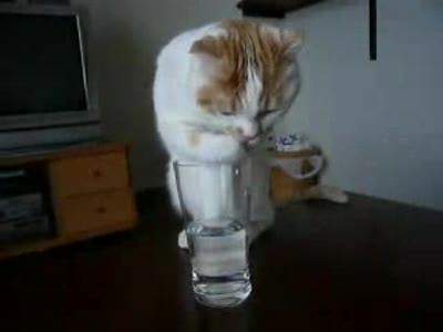 Кот пьет воду из стакана