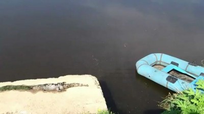Крокодил на речке