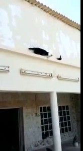Pigeon outsmarts a cat