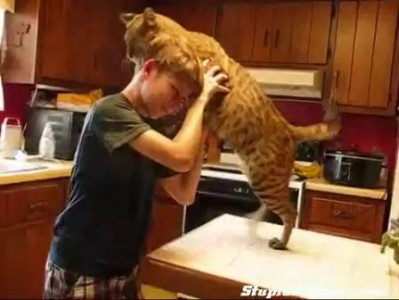 Любовь кота к хозяину