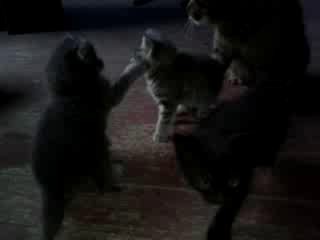 котята