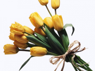 желтые тюльпаны без поздравления