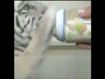 Baby white tiger born prematurely, taken in by zoo director