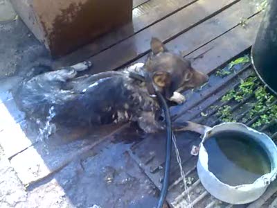Охлаждение собак в летнюю жару