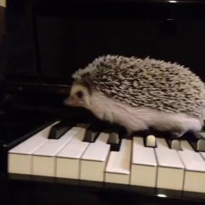 Ёж играет джаз на фортепиано