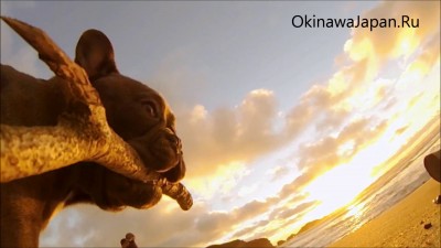 Прикольный Собакевич на пляже Окинавы