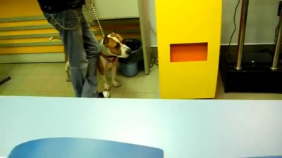 Бойцовская собака без намордника гуляет по фотосалону