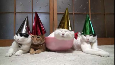 Коты и вечеринка