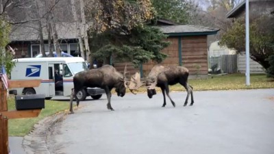 Alaska Bull Moose Street Fighting