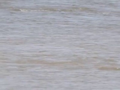 Zebra vs Крокодил