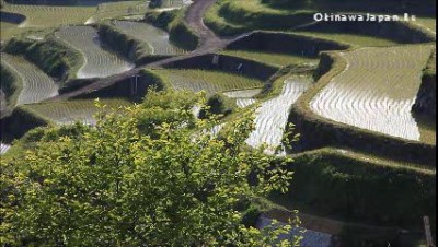 Рисовые террасы в Карацу. Япония