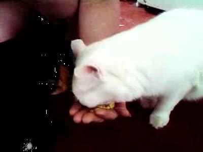 Котёнок Филя и кошка Валя едят кукурузу с рук2