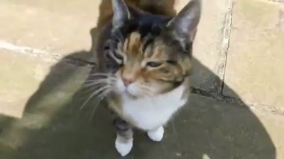 Охрипший кот говорит привет