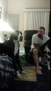 Собака спорит с хозяином