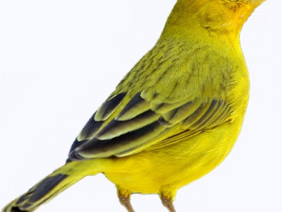 Жёлтая птица