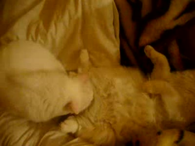 Кошачье порно