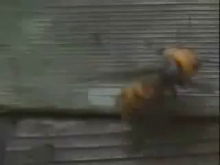 30 шершней против 30000 пчёл