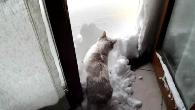 Снегоуборочная котомашина . 