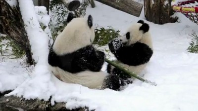 雪を楽しむパンダの親子