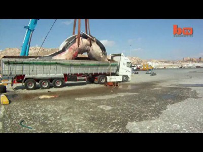 35-ти тонная самка кита