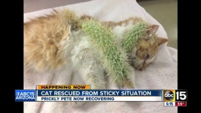Кота спасли от игл кактуса 