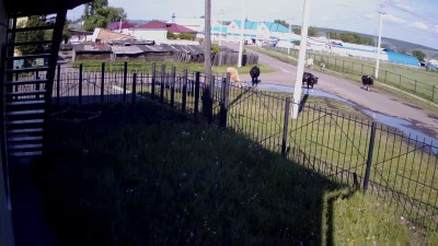 Шаговое напряжение убивает корову