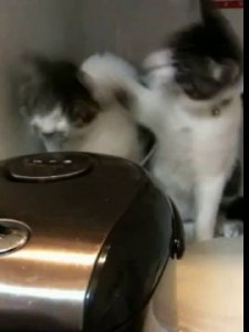 Два кота против рисоварки
