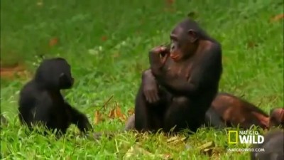 видео обезьяны трахаются
