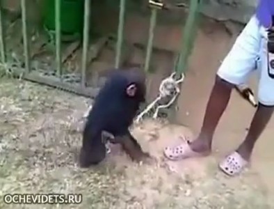 Арабы спаивают маленького шимпанзе