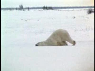 Пьяный белый медведь