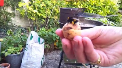 Bumble Bee Gives a High Five!! HD