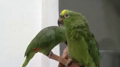 Пьяные попугаи поют песню