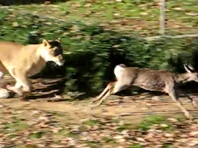 Baby deer escapes Lions at the National Zoo part 2