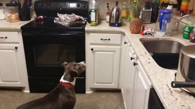 Pit bull is terrified of pineapple