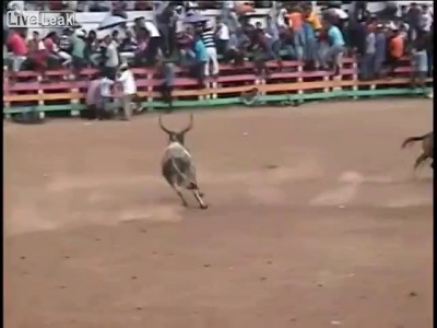 Бык почти оторвал руку идиоту