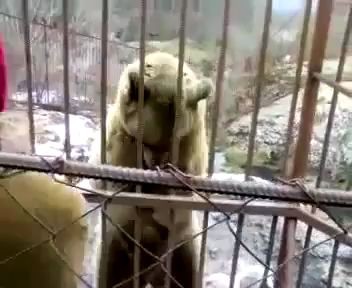 Медведь скромняшка